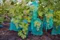 Protection of bunches of grapes with a net, from pests and insects of wasps and bees