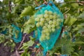 Protection of bunches of grapes with a net, from pests and insects of wasps and bees