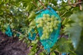 Protection of bunches of grapes with a net, from pests and insects of wasps and bees