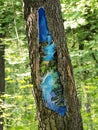 Protection of the damaged tree trunk with special paints.