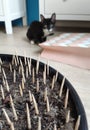 Protection of house plants from cats. spikes. Toothpicks.