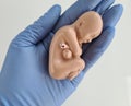 Protection and support of fetus during pregnancy. Termination of pregnancy Royalty Free Stock Photo