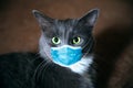 Protective antiviral mask on the cats face. Protective face mask for animals, coronavirus and hantavirus protection