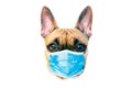 Protective antiviral mask on the dogs face. Protective face mask for animals, coronavirus and hantavirus protection.