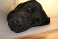 Protective collar. Labrador face macro photo. White background. Clinic scene.