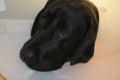 Protective collar. Labrador face macro photo. White background.