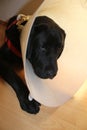 Protective collar. Labrador after the operation. Dog therapy. Royalty Free Stock Photo