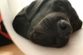 Protective collar. Labrador after the operation. Sleeping dog close-up. Royalty Free Stock Photo