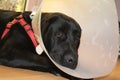 Protective collar. Labrador after the operation. White background. Sad dog. Royalty Free Stock Photo