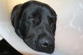 Protective collar. Labrador after the operation. White background. Sleeping dog. Royalty Free Stock Photo