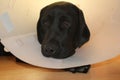 Protective collar after the operation. Lab puppy photo. White background. Royalty Free Stock Photo