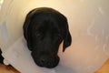 Protective collar after the operation. Labrador puppy macro photo. Royalty Free Stock Photo