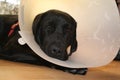 Protective collar after the operation. Labrador puppy portrait. Royalty Free Stock Photo