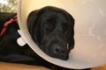 Protective collar after the operation. Labrador puppy portrait. Royalty Free Stock Photo