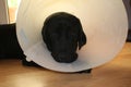 Protective collar after the operation. Labrador Retriever puppy close-up. Royalty Free Stock Photo