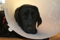 Protective collar after the operation. Labrador Retriever puppy macro photo.