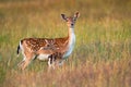 Protective fallow deer watching around and guarding little cute fawn in nature Royalty Free Stock Photo