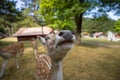 Protective fallow deer, dama dama, doe watching around and guarding little cute fawn in nature. Concept of animal family