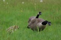 Protective Goose Parents with Young Goslings Royalty Free Stock Photo