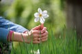 Protective human hands around white tender narcissus flowers blooming in spring sunny garden Royalty Free Stock Photo