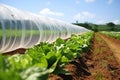 protective insect netting over a row of vegetable plants Royalty Free Stock Photo