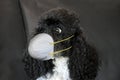 Protective mask for a harlequin poodle