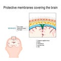 Protective membranes covering the brain. Meninges Royalty Free Stock Photo