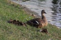 Protective Momma Duck