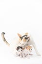 Protective mother cat with her two babies Royalty Free Stock Photo