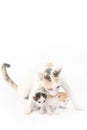 Protective mother cat with her two babies Royalty Free Stock Photo