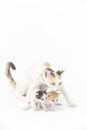 Protective mother cat with her two babies Royalty Free Stock Photo