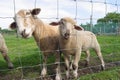 Protective mother sheep & lamb