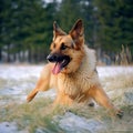 protective nature of certain dogs