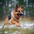 protective nature of certain dogs