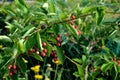 Protective net if you grow Canadian blueberries or toadstools. Birds like to season most berries. Starling is in the garden