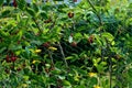 Protective net if you grow Canadian blueberries or toadstools. Birds like to season most berries. Starling is in the garden