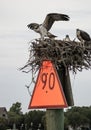 Protective Osprey Parents on Nest