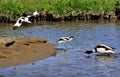 Protective parent Avocets (Recurvirostra avosetta)