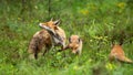 Protective red fox mother guarding her playing cubs on green glade in nature