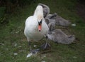 Protective Swan parent and young