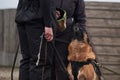 Protective training of German shepherd dog. Shepherd black and red color of working breeding from kennel. Dog protects its owner Royalty Free Stock Photo