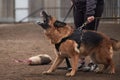 Protective training of German shepherd dog. Shepherd black and red color of working breeding from kennel. Dog protects its owner Royalty Free Stock Photo