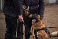 Protective training of German shepherd dog. Shepherd black and red color of working breeding from kennel. Dog protects its owner Royalty Free Stock Photo