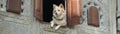 Protective Watch Dog Looking Through His open first floor Window. Cute dog waits and waits for his family to come home in Asia.