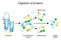 Protein Digestion. Enzymes