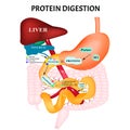 Protein digestion. Protein metabolism. Digestion in the gastrointestinal tract. Infographics. Vector illustration on