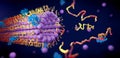 Protein enzymes fold into their structure to fulfill their function