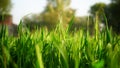 Protein rich grain plants of Wheat or Triticum in agriculture landscape. Tropical plant preparing during crop cycle Royalty Free Stock Photo