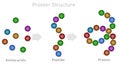 Protein structure, amino acid, peptide chain, polypeptide. DNA formation, protein compound digestion. Bonds. illustration Vector