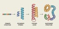 Protein structure levels primary secondary tertiary quaternary 1 Royalty Free Stock Photo